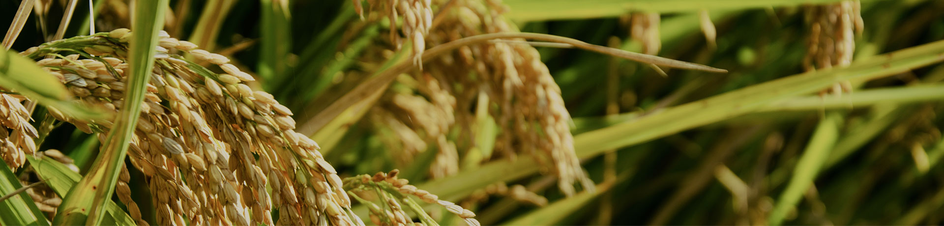 朝陽(yáng)溝生物有機(jī)肥